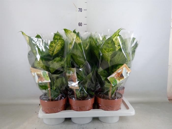 <h4>Dieffenbachia  'Camilla'</h4>