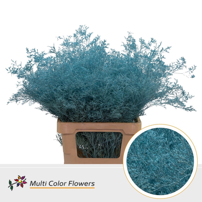 <h4>Limonium Beltlaard Blue Ice</h4>