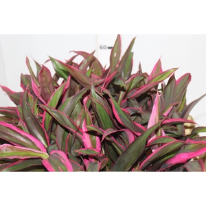 FOLHAGEM CORDYLINE FRUTICOSA RED EDGE