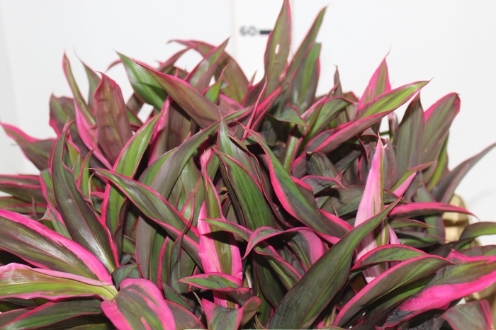 <h4>FOLHAGEM CORDYLINE FRUTICOSA RED EDGE</h4>