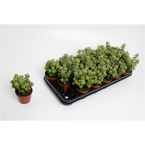 Crassula Perforata