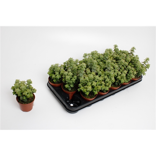 <h4>Crassula Perforata</h4>