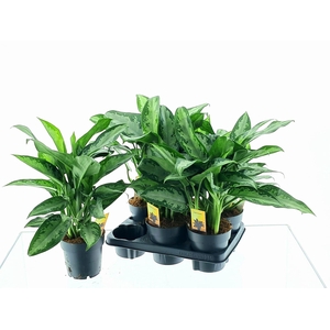 Aglaonema Jubilee 14Ø 50cm 3pp