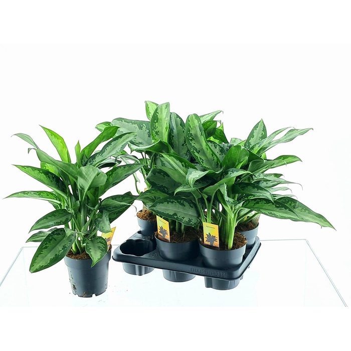 <h4>Aglaonema Jubilee 14Ø 45cm 3pp</h4>