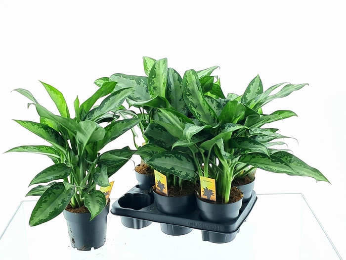 Aglaonema Jubilee 14Ø 50cm 3pp