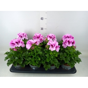 Pelargonium gran.   ..