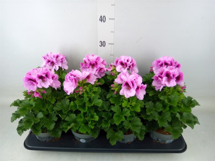 <h4>Pelargonium gran.   ..</h4>