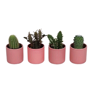 CACTACEAE p6 L67524