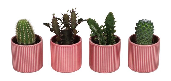 <h4>CACTACEAE p6 L67524</h4>