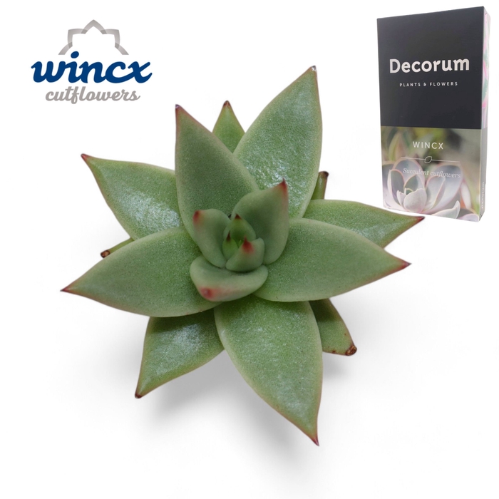 <h4>Echeveria Ebony "Glow" Wincx-8cm</h4>