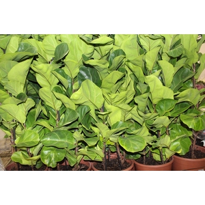 FICUS LYRATA BAMBINO P24 COMPACTO