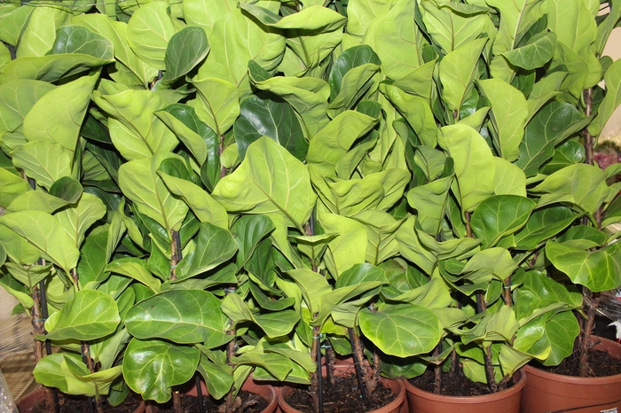 <h4>FICUS LYRATA BAMBINO P24 COMPACTO</h4>