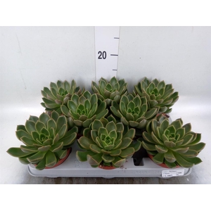 Echeveria   ...not flowering