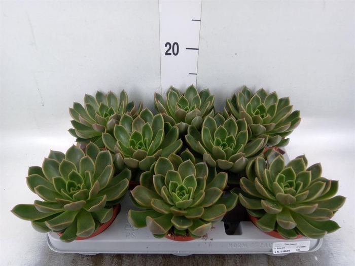 <h4>Echeveria   ...not flowering</h4>