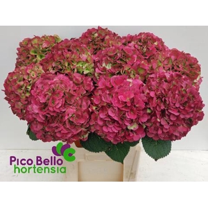 Hydrangea my beautiful vienna classic