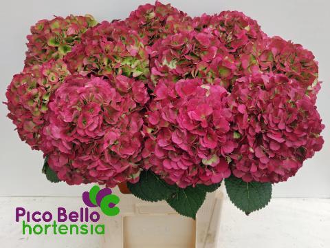<h4>Hydrangea my beautiful vienna classic</h4>