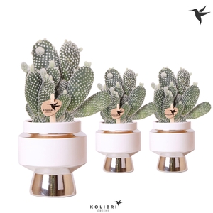 Kolibri Greens Opuntia white in Le Chic pot silver