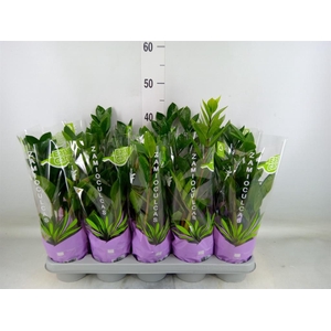 Zamioculcas zamiifolia