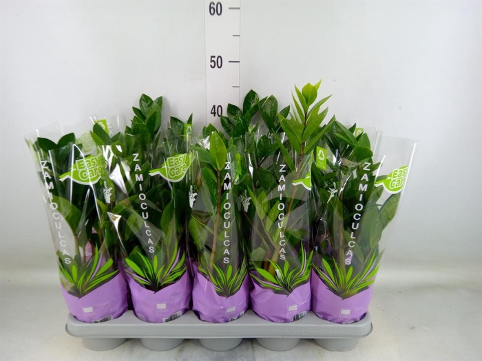 <h4>Zamioculcas zamiifolia</h4>