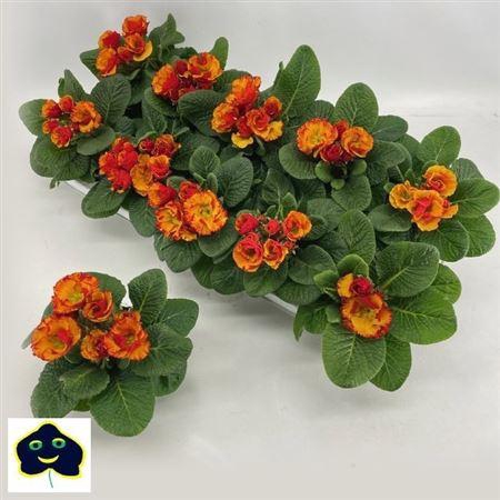 arr8 Prim Geel /oranje