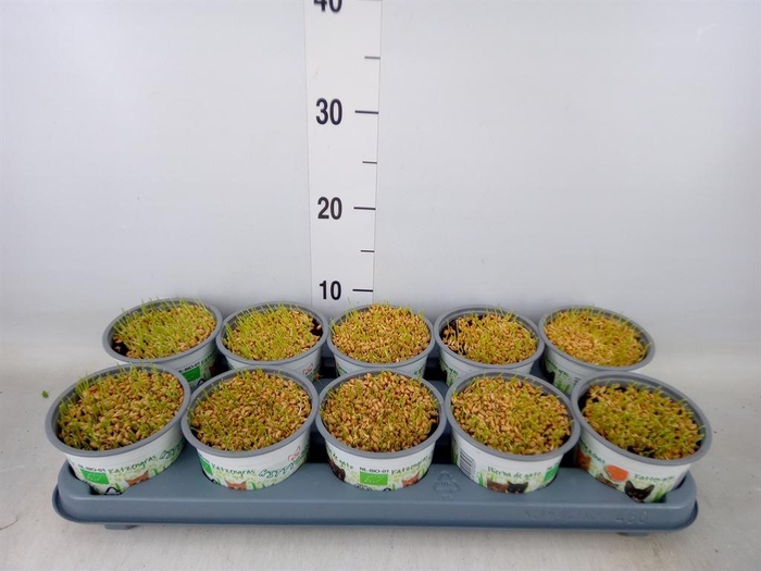 <h4>Hordeum sp.   ...kattegras zaai</h4>