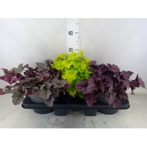 Heuchera  'Indian Summer'   ...mix