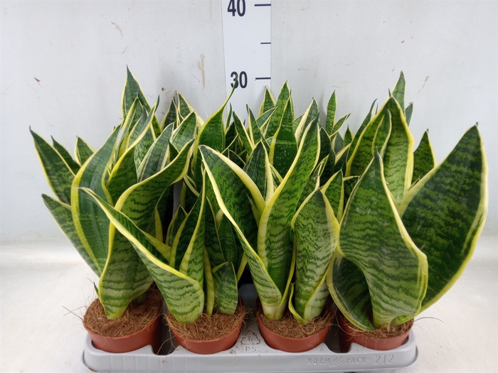 <h4>Sansevieria trifa. 'Futura Superba'</h4>