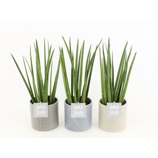 <h4>Sansevieria Cylindrica in Gaia keramiek</h4>