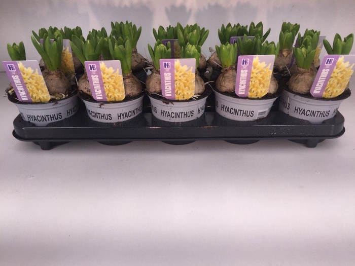 <h4>HYACIN YELLOWSTONE</h4>