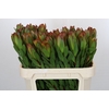 Leucadendron Goldstrike