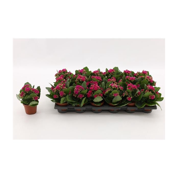 <h4>Kalanchoe Double Purple, without sleeve</h4>