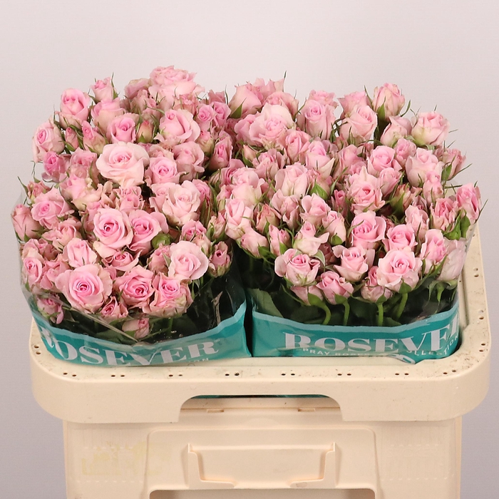 <h4>R TR BELLE ROSEVER</h4>