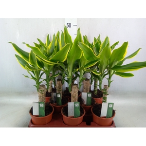 Dracaena frag. 'Golden Coast'