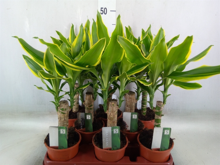 <h4>Dracaena frag. 'Golden Coast'</h4>