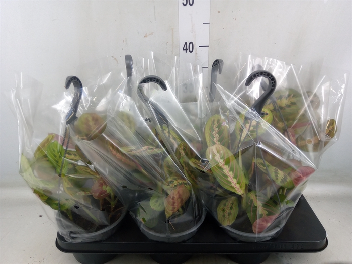 <h4>Maranta leuc.   ...</h4>