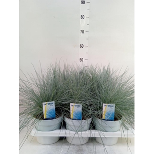 Festuca glauca 'Intens Blue'
