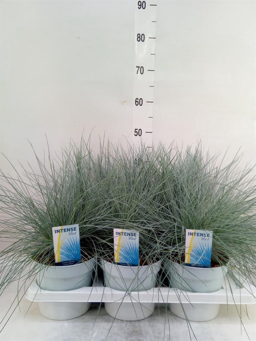 <h4>Festuca glauca 'Intens Blue'</h4>
