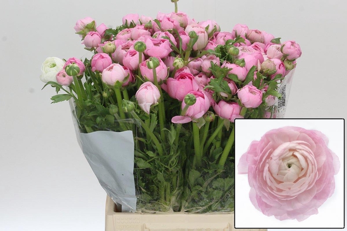 <h4>RAN EL PINK</h4>