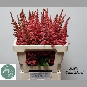ASTIL C CORAL ISLAND