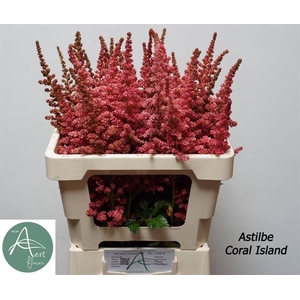 ASTIL C CORAL ISLAND