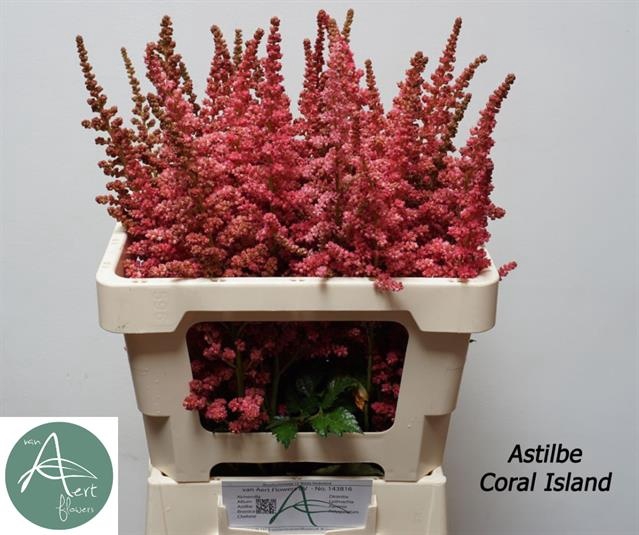 <h4>ASTIL C CORAL ISLAND</h4>