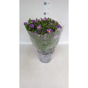 Aster   ...