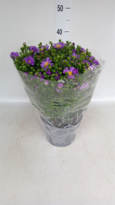 <h4>Aster   ...</h4>
