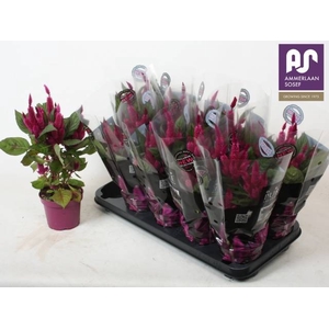 CEL DEEP PURPLE
