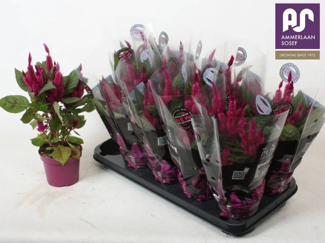 <h4>CEL DEEP PURPLE</h4>