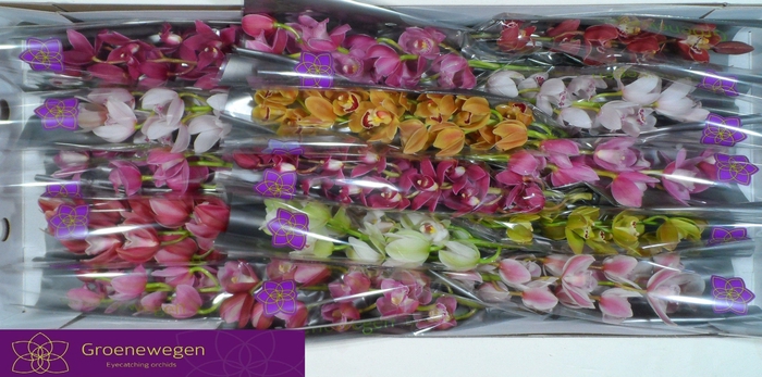 <h4>CYMB MI GEM</h4>