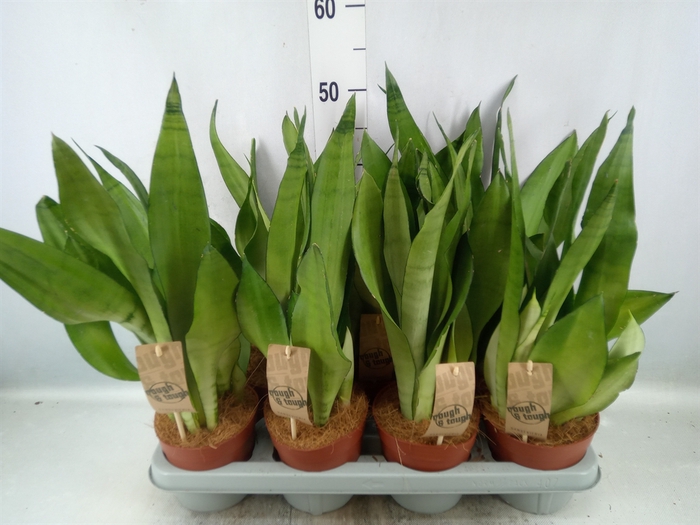 <h4>Sansevieria trifa. 'Moonshine'</h4>