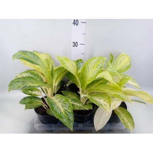 Aglaonema   ...