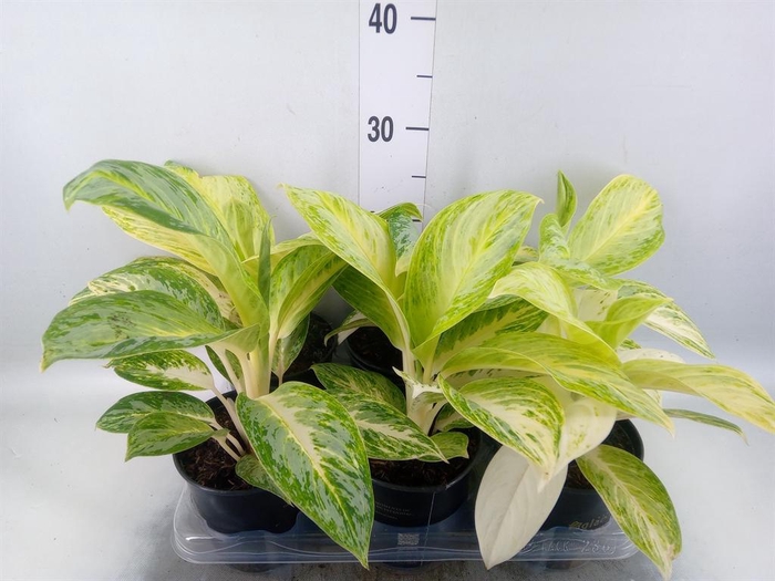 <h4>Aglaonema   ...</h4>