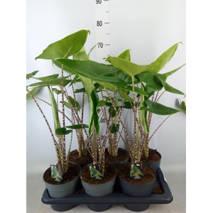 Alocasia zebrina
